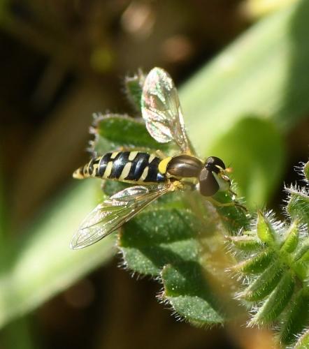 Réf. 225 804 : Sphaerophoria sp.